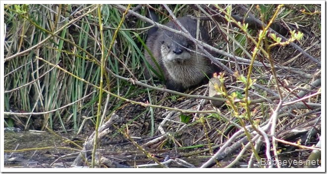 otter