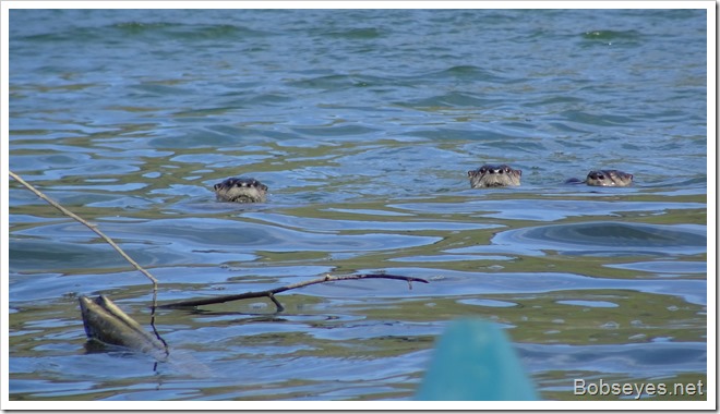 otters