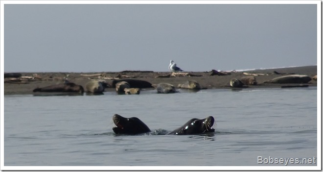 sealions