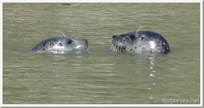 seals