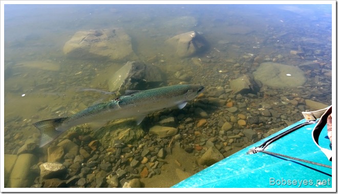 steelhead