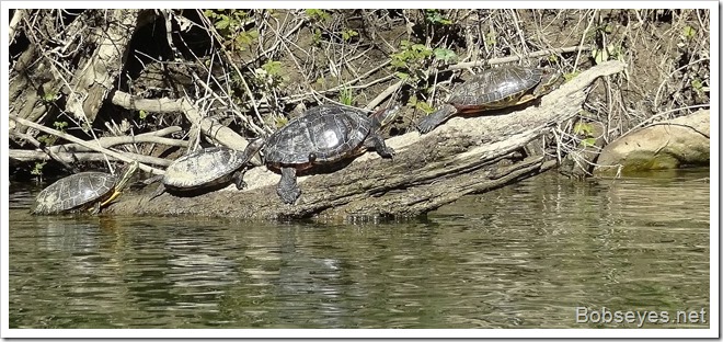 turtles