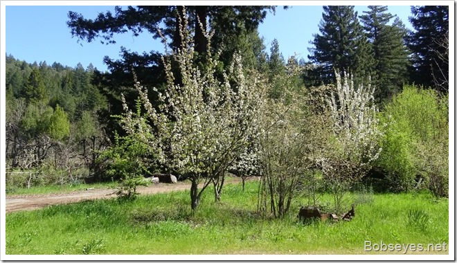 cherrytrees