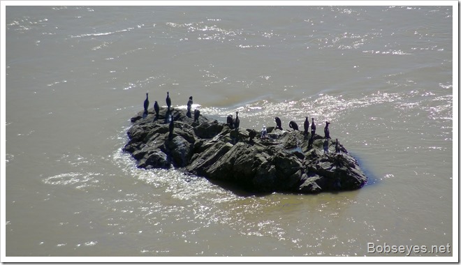 cormorants