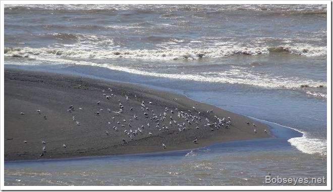 gulls