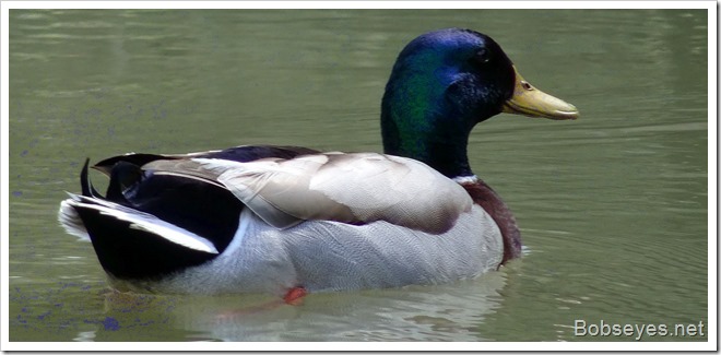 mallard