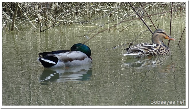 mallards