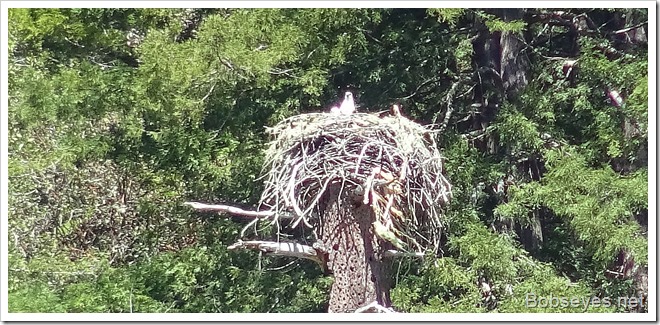 osprey2