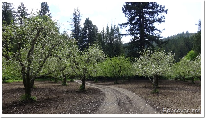 appletrees