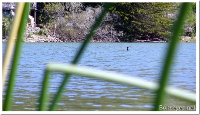 cormorant