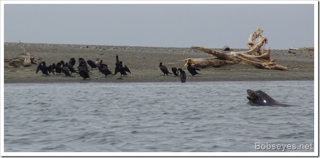 cormorants