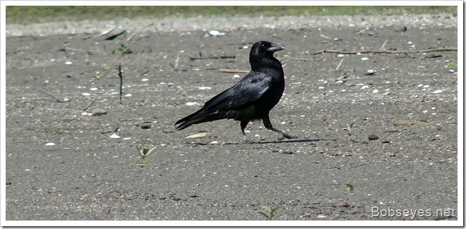 crow