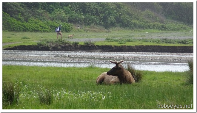 elk