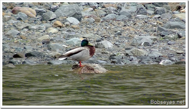 mallard