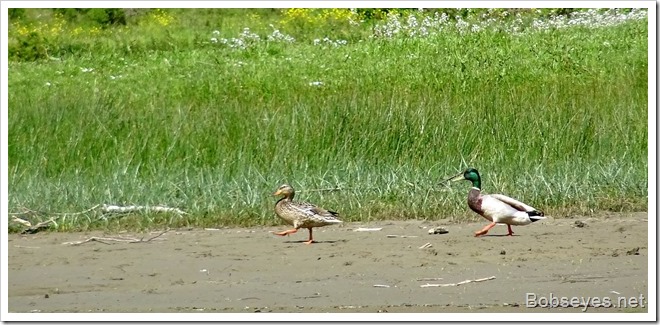 mallards