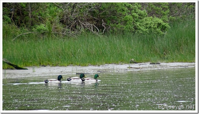 mallards