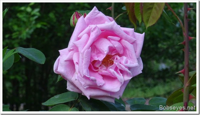 pinkrose