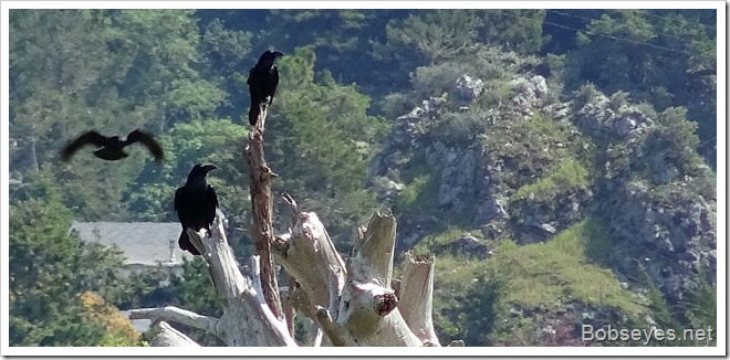 ravens