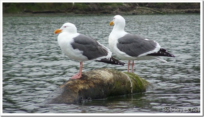 seagulls