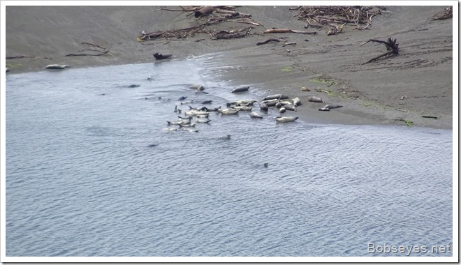 seals