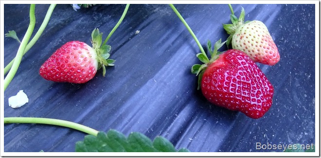 strawberries