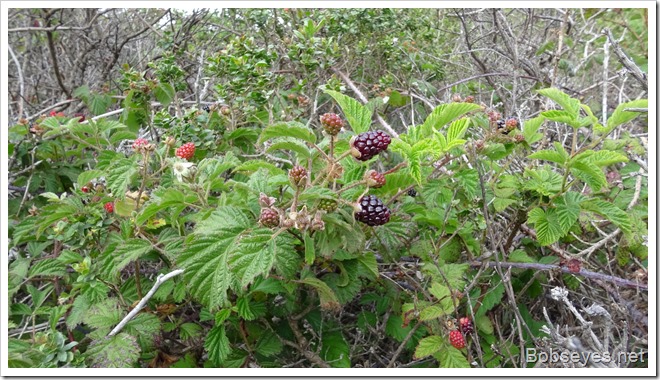 berries