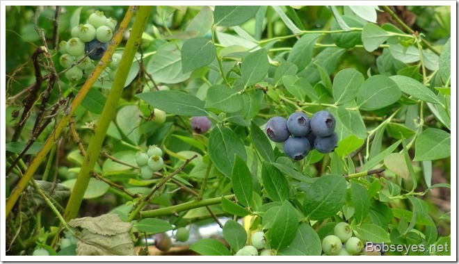 blueberries