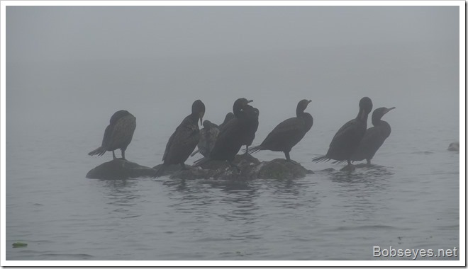 cormorants