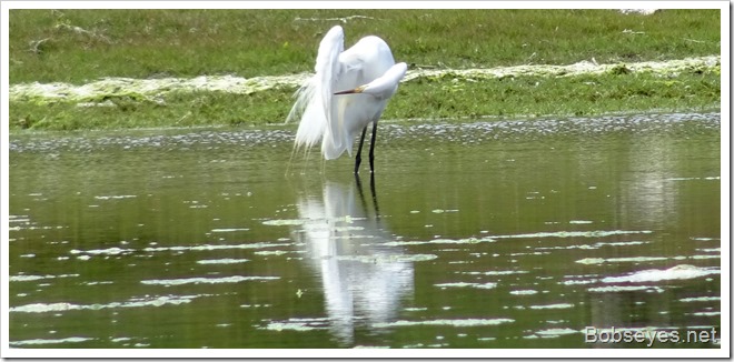 egret