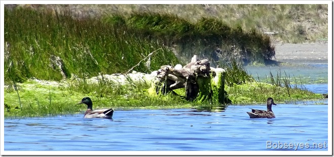 mallards