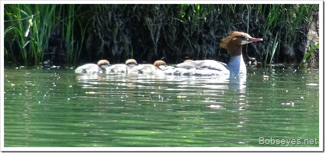 mergansers