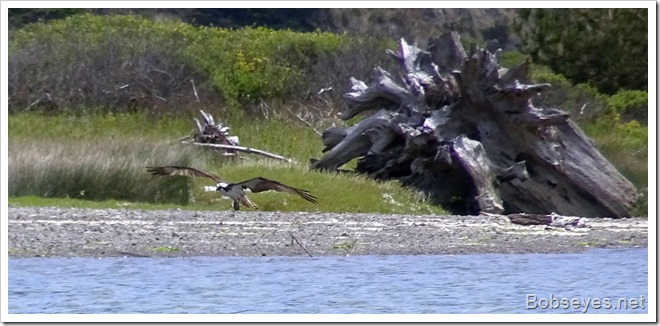 osprey2