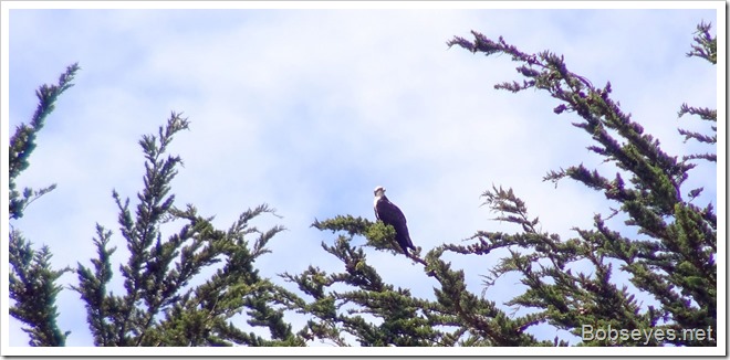 osprey