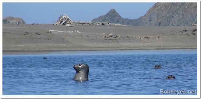 seals