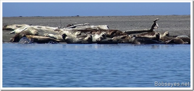 seals