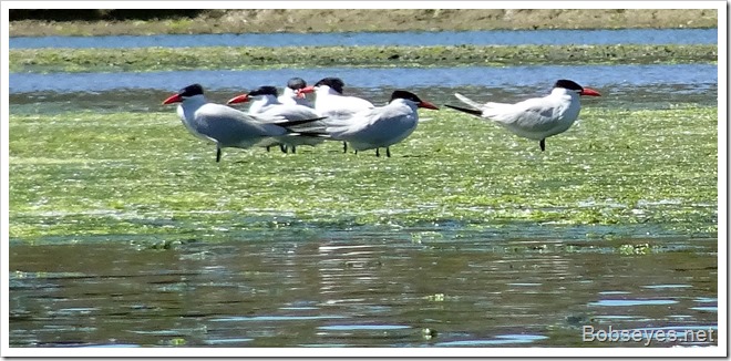 terns