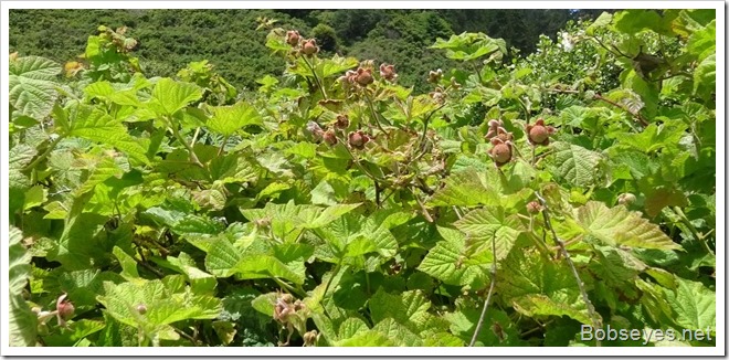 thimbleberries