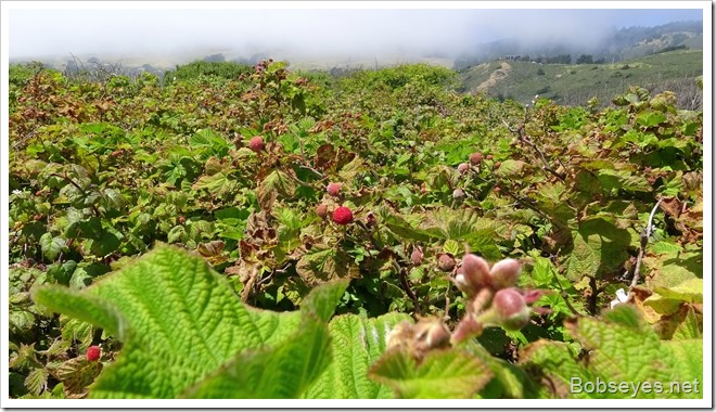 thimbleberry