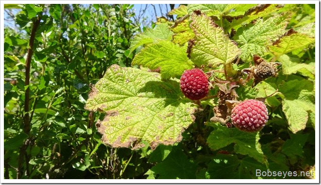 thimbleberry