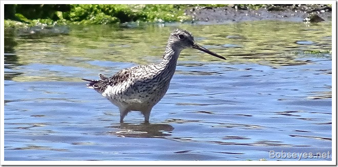 yellowlegs2