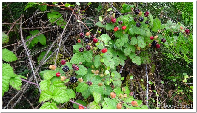 blackberries