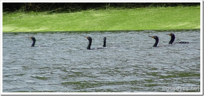 cormorants