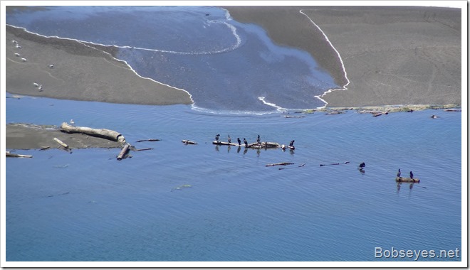 cormorants