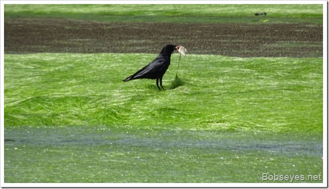 crowfish