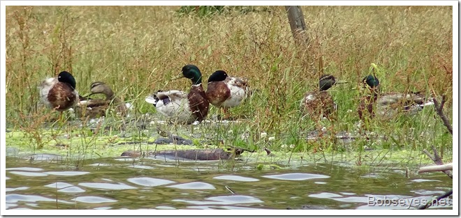 ducks