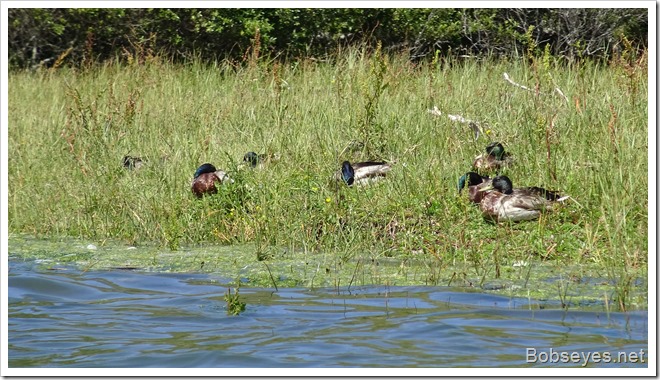 ducks