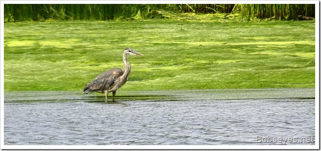 heron