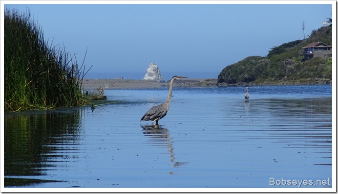 herons