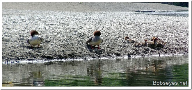 mergansers