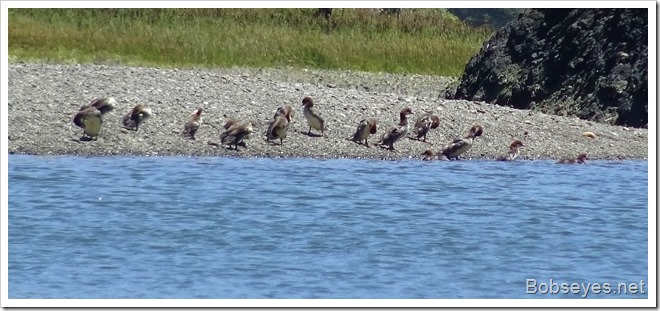 mergansers